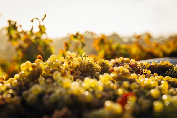Comment organiser une visite des vignobles de la vallée de la Loire, France : itinéraires et dégustations ?